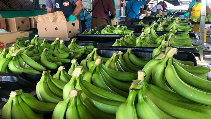 la industria de banano de Panamá mantuvo un buen ritmo de exportaciones hacia los mercados de Bélgica, Inglaterra, Italia, España, Países Bajos y Alemania