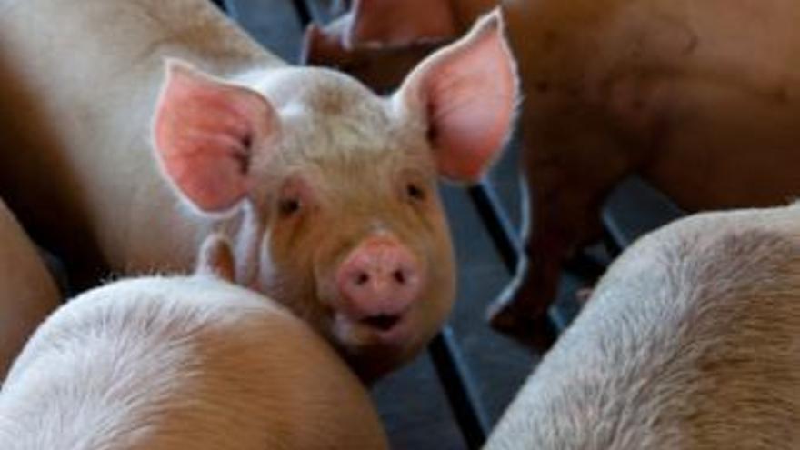 Cerdos y ganado aumentaron durante el 2020, según INEC.