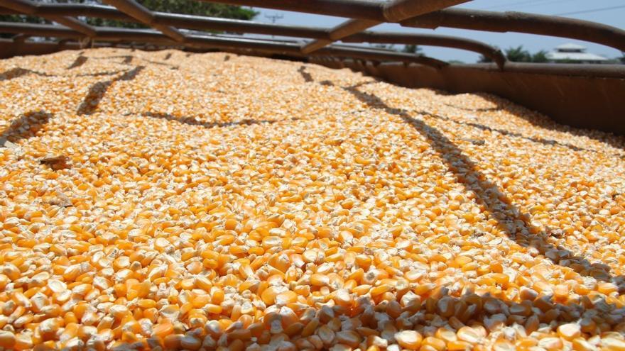 La producción de maíz se registra mayormente en la región de Azuero.