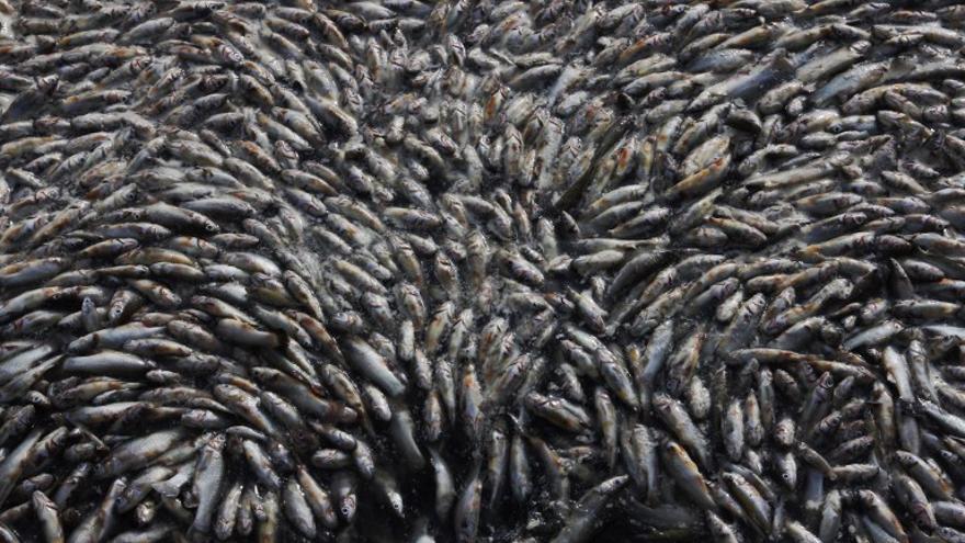 Pescadores recogen peces muertos en la laguna de Cajititlán, México. Más de 25 toneladas de  peces aparecieron muertos, se sospecha que sea culpable una planta de tratamiento de aguas residuales.