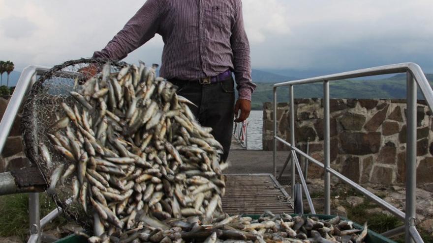 Pescadores recogen peces muertos en la laguna de Cajititlán, México. Más de 25 toneladas de  peces aparecieron muertos, se sospecha que sea culpable una planta de tratamiento de aguas residuales.