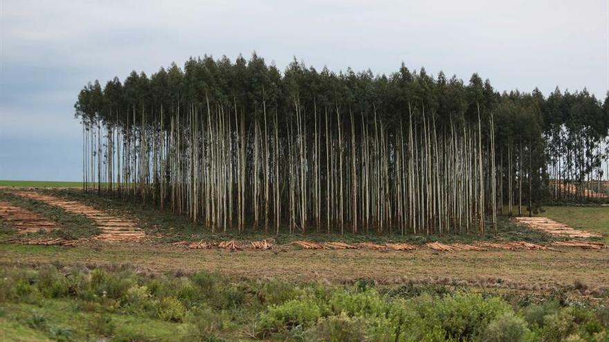 Uruguay ha consolidado en los últimos años su producción forestal debido a que es uno de los principales exportadores de celulosa de fibra corta del mundo