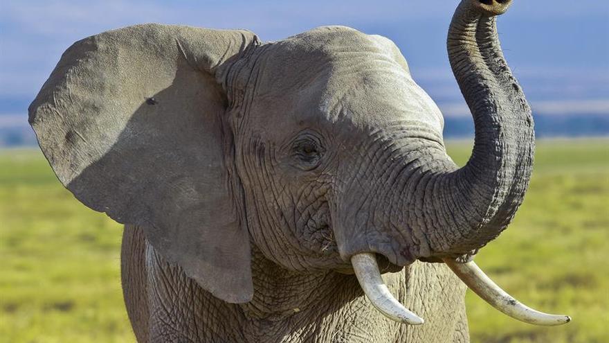 Foto ilustrativa: Un elefante en una reserva