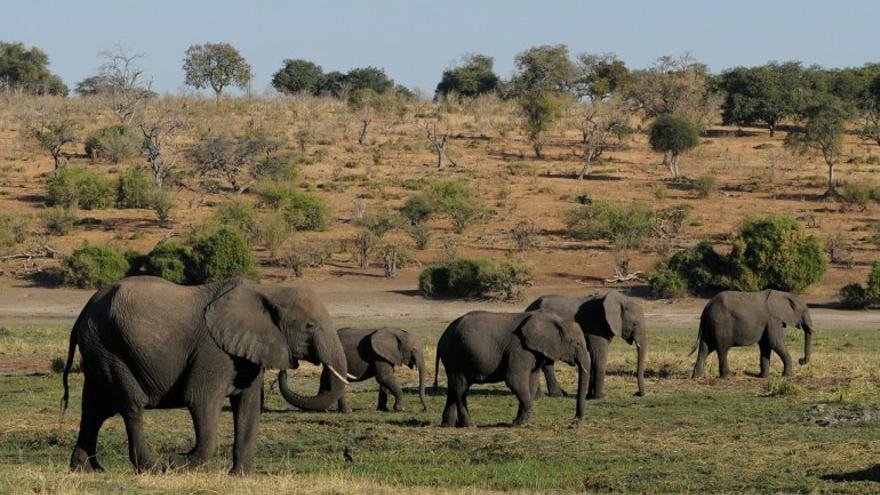 Un centenar de elefantes mueren víctimas de la sequía en Botsuana