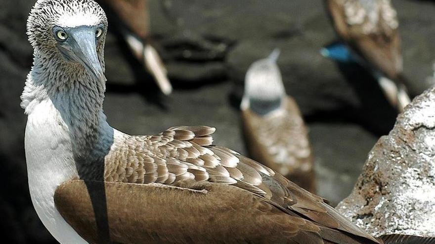Un grupo de aves conocidas como piqueros patas azules fue registrado en las ecuatorianas Islas Galápagos.