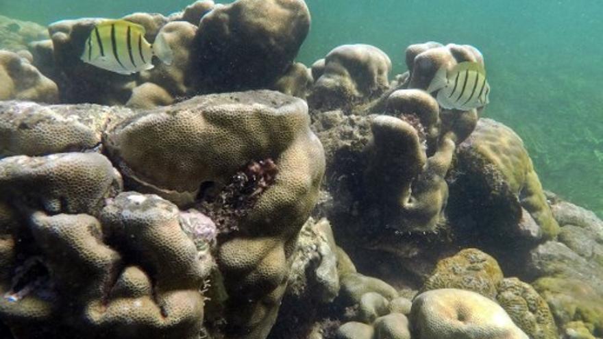 Peces en medio de los corales en Kenia