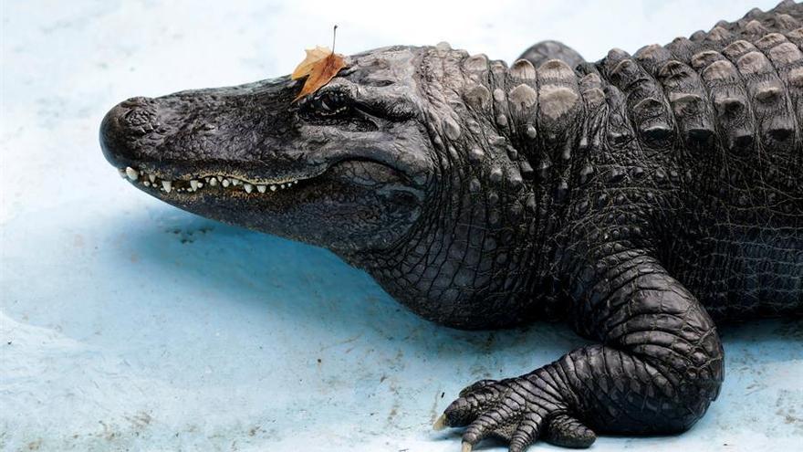 El aligátor más viejo del mundo vive en el zoológico de Belgrado