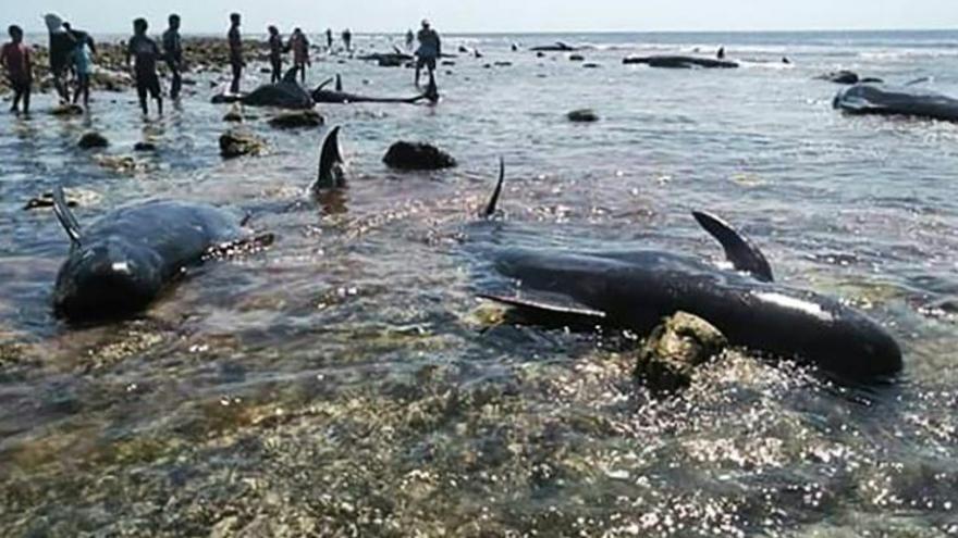 Halladas siete ballenas muertas en una playa de Indonesia. Foto/AFP
