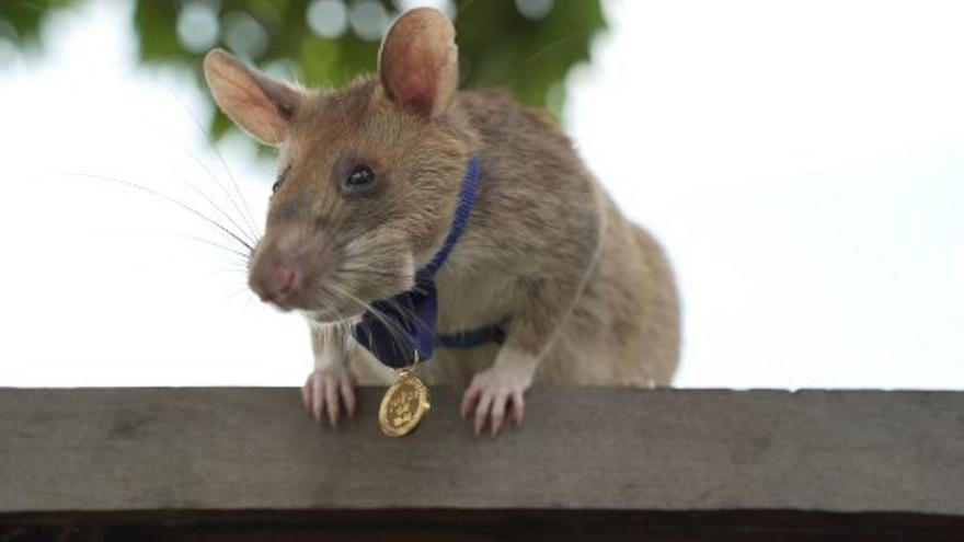 La rata fue condecorada por su valentía en Camboya por ayudar a salvar vidas