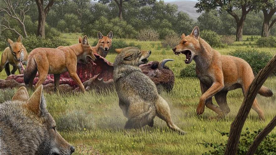 Una manada de lobos de pelaje rojo (Canis Dirus) se alimentan del visón que han cazado, mientras que unos lobos grises( Canis Lupus) intentan acceder a la presa