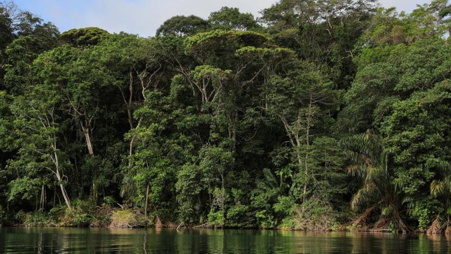 Ecosistema de ríos y bosques en Panamá