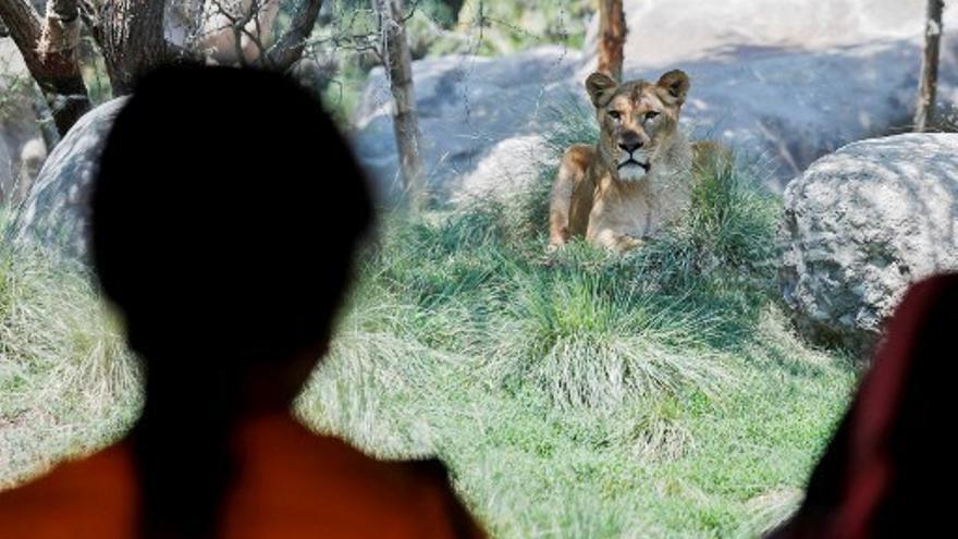 Una persona observa a uno de los animales en el zoológico de Chile