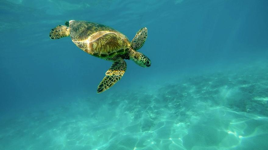 Las tortugas marinas, mayores víctimas del derrame de petróleo en Brasil