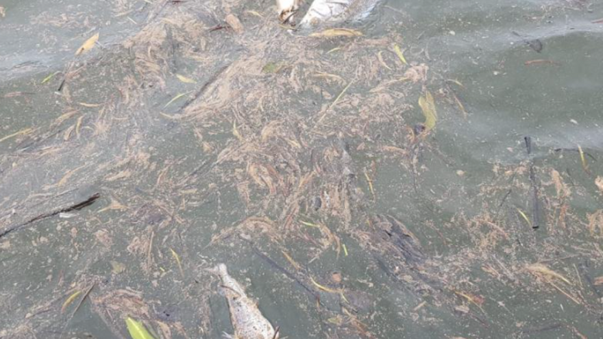 MiAmbiente evidencia variedad de peces muertos en río San Pablo de Soná