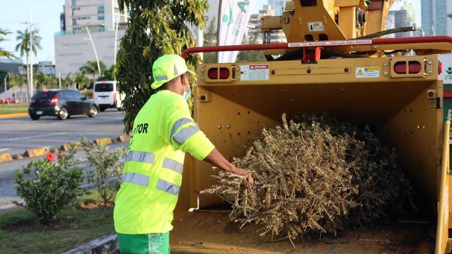 Personal de la Autoridad de Aseo triturando un árbol de Navidad