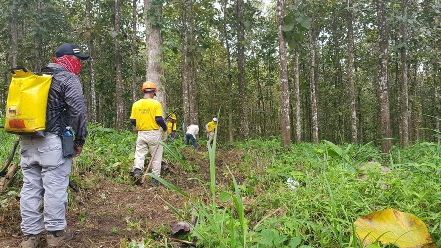 Aproximadamente 28 trabajadores de 8 empresas reforestadoras de Panamá Este y Darién fueron capacitados