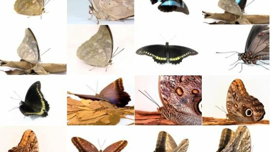 Una veintena de especies autóctonas son exhibidas en un mariposario de Panamá