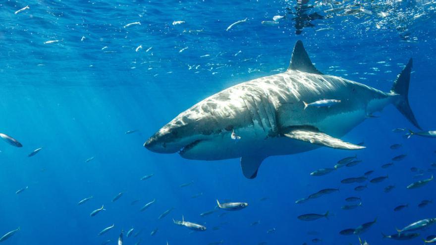 Marcan hembras de tiburón martillo en Galápagos para ubicar áreas de crianza