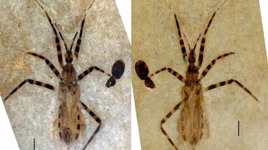 Recuperado del Río Verde, en Colorado, este fósil representa un nuevo género y especie de insectos depredadores conocidos como chinches asesinos (Aphelicophontes danjuddi). Le acompaña un pequeño escarabajo que quedó fosilizado con el chinche