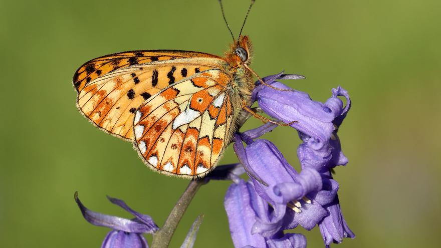 Half of England’s butterflies are endangered or near extinction