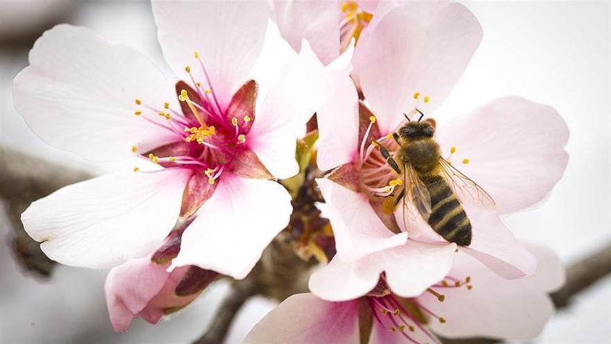 Foto ilustrativa de una abeja recolecta el polen de una flor de almendro