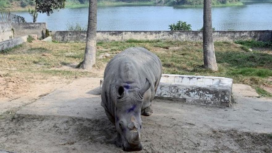Rinoceronte en el zoológico de Bangladesh