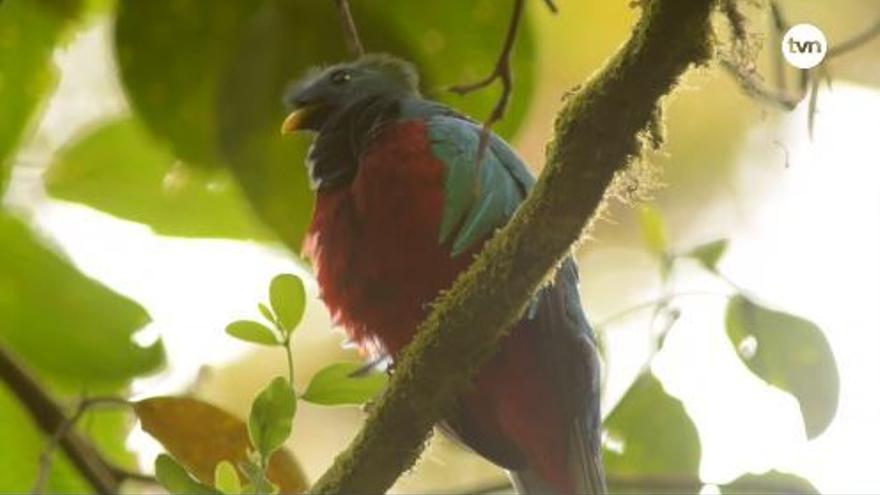 Voces de la Naturaleza: En búsqueda del quetzal