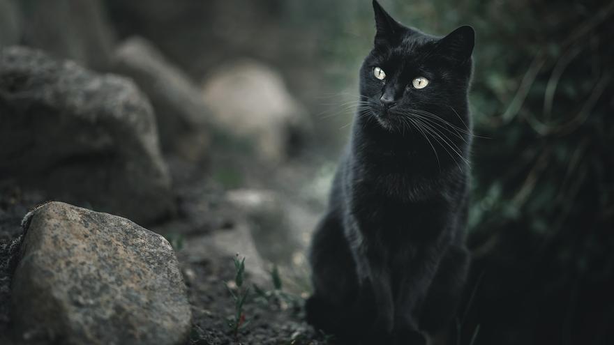 Imagen ilustrativa de un gato negro